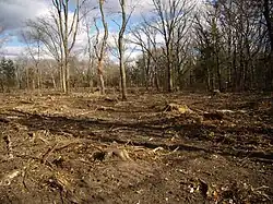 Oak wilt and buckthorn cleanup on oak savanna in Chisago County, Minnesota autumn/after leaf drop 2007