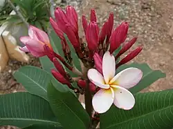 Red frangipani found in Malaysia