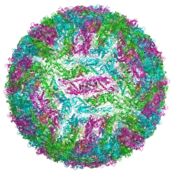Ribbon diagram of Kunjin virus