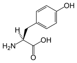 Tyrosine