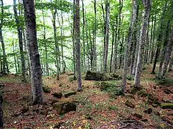 Image 27Casentinesi Forests, Italy (from Forest)