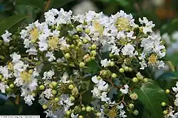 'Natchez' cultivar flowers
