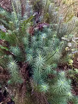 Dawsonia superba