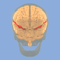 Lateral sulcus shown in red (animation)