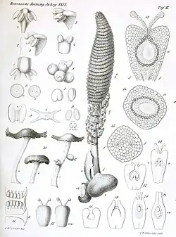 Lathrophytum peckoltii 1868