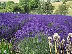 Lavender growing on a farm
