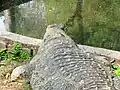 Lazy Mugger crocodile