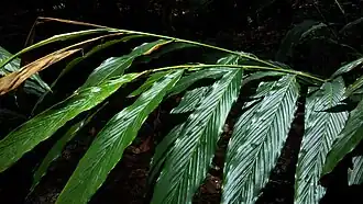 Leaves of cardamom