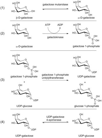 Steps in the Leloir pathway of galactose metabolism.