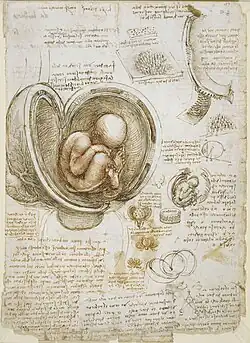 Human embryos by Leonardo da Vinci
