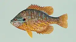 a pumpkinseed sunfish (Lepomis gibbosus)