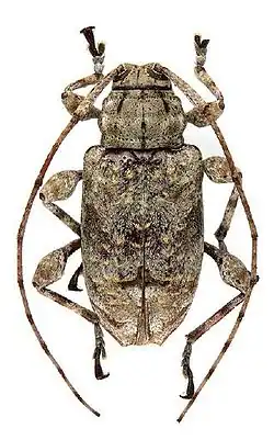 Leptostylopsis argentatus Jacquelin du Val, 1857