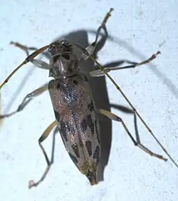 Lepturges pictus is a species of longhorn beetle of the subfamily Lamiinae. It was described by John Lawrence LeConte in 1852.