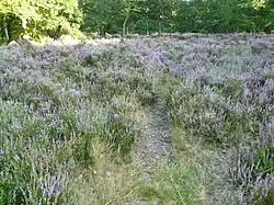 Lesnes Abbey Woods heathland