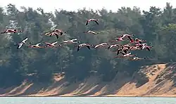 Lesser Flamingos, Phoenicopterus minor