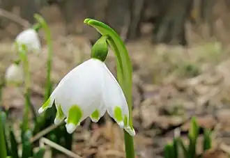 Typical Leucojum vernum var. vernum form with green marks on the tepals