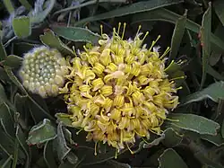 L. hypophyllocarpodendron subsp. hypophyllocarpodendron