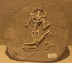 Liaobatrachus (a fossil frog)