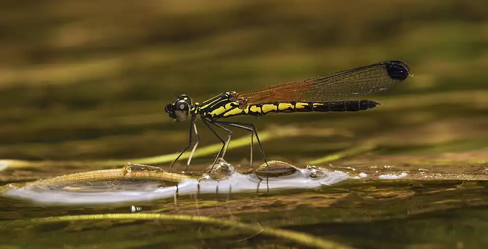 Libellago indica male
