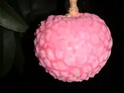 A nearly ripened purple china 3 lychee, Bogura.