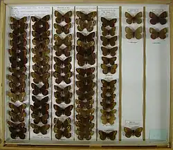 Museum drawer of Erebia ligea (Langham and Wheeler collection - Ulster Museum)