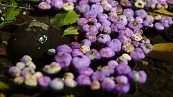 Shed fruit drifting on water