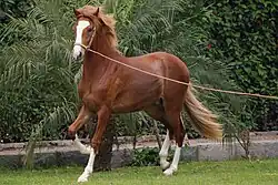 A reddish-brown horse, moving towards left on lead, with large white markings on head and legs