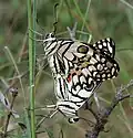 Lime butterflies mating in Narsapur, Medak district, India
