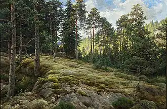 Rocky Hillside in a Pine Forest