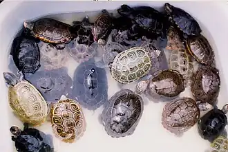 A tub full of diamondback terrapins of various colours