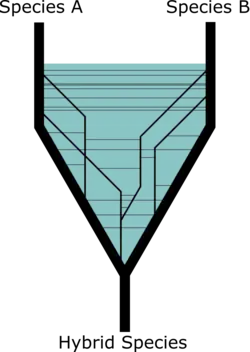 Lineage fusion between two species to form a hybrid lineage.