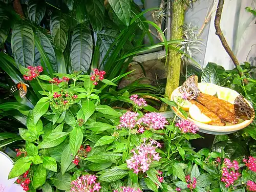 Living Conservatory exhibit at the North Carolina Museum of Natural Sciences