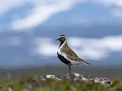 European golden plover, Flatruet, Härjedalen