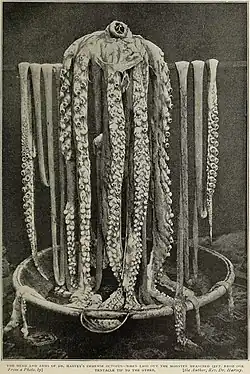 #30 (25/11?/1873), The Logy Bay giant squid draped over Reverend Moses Harvey's sponge bath, November or December 1873. The original photographs (as opposed to line drawings thereof) were apparently not published until much later; the present one is taken from the April 1899 issue of The Wide World Magazine (Harvey, 1899:737, fig.), where it was captioned "Dr. Harvey's immense octopus [sic]".