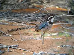 Overall with blue on its wing, looks right with its long tail pointed straight back while standing in reddish-brown sand in a thicket.