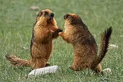 Brown marmots