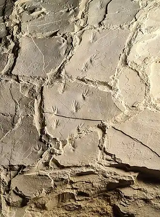Fossil pterosaur footprints, Pterosaur Beach (France).