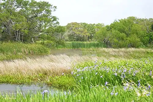 Louisiana iris in bloom near the San Bernard National Wildlife Refuge visitor’s center.