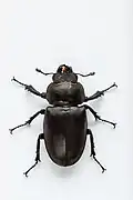 Lucanus cervus female