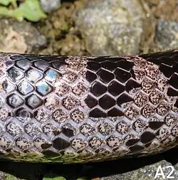 Close-up of body pattern