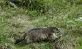 Marmot in Štvrté Rohačske