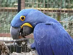 Hyacinth macaw