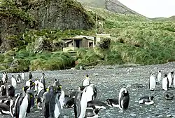Green Gorge hut and king penguins