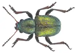 Macrocoma rubripes, a setaceous species