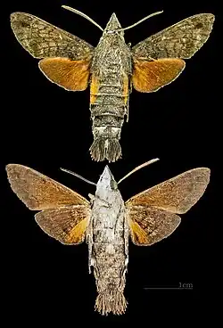 Macroglossum gyrans