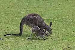 Eastern grey kangaroo and her joey at the park