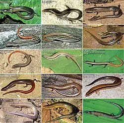 Photographic plate showing most of the recognized species of Madascincus