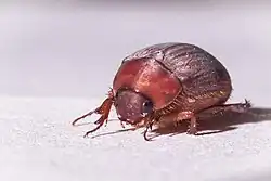 Maladera Insanabilis