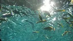 Fish