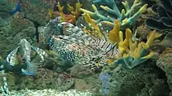 Red lionfish